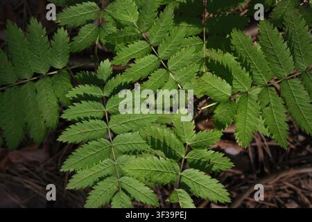 Nahaufnahme von oben, lebhafte grüne Rowan-Blätter, die in einer sonnendurchfluteten Waldumgebung wachsen Stockfoto