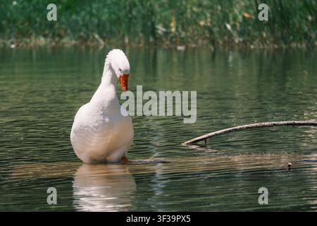Hausgans steht im flachen Wasser des Belsh-Sees und blickt über die Schulter zurück, Albanien. Stockfoto