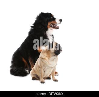 Süßer Mops und Berner Sennenhunde auf weißem Hintergrund Stockfoto