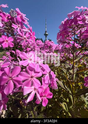 Tallinn, Estland: Rosa Phloxblüten in voller Blüte mit dem Tallinner TV-Turm im Hintergrund vor einem klaren blauen Himmel. Stockfoto
