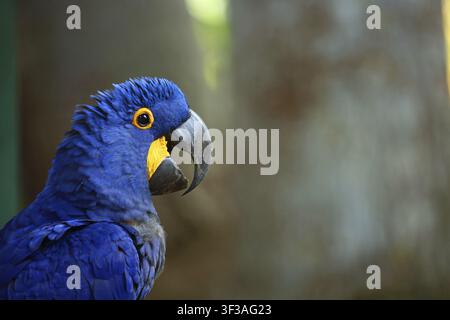 Nahaufnahme eines blauen Hyazinthara mit einem auffälligen gelben Auge in seinem natürlichen Lebensraum, ein Schopfibis (Cochlearius cochlearius) sitzt in einem Baum, in Gefangenschaft Stockfoto