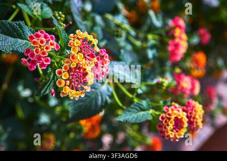 Nahaufnahme von lebendigen Lantana-Blüten und grünen Blättern im hellen Sonnenlicht Stockfoto