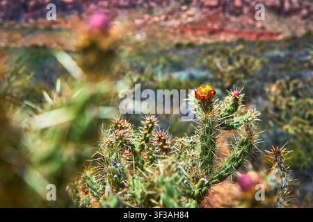Nahaufnahme einer blühenden Kaktusblüte mit rotem Wüstenhintergrund Stockfoto
