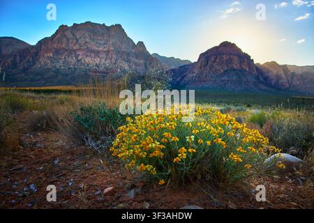 Wüstenblumen und rote Felsformationen bei Sonnenuntergang in der Wildnis von Nevada Stockfoto