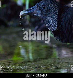 Schwarzer Bussard trinkt am St. Johns River in Blue Spring, Florida, mit einem einzelnen Wassertropfen, der aus seinem Schnabel fällt, in einem ruhigen Moment der Wildnis Stockfoto