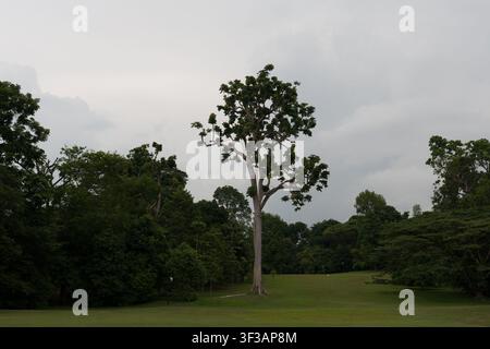 Einziger hoher Baum steht auf grünem Gras. Dichter Wald umgibt ihn von allen Seiten. Bewölkter Himmel schwebt über der Szene. Der Baum hat einen dicken Stamm und ein breites Laub Stockfoto