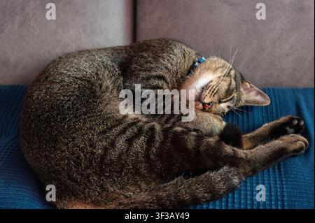 Eine friedliche getigerte Katze hat sich zusammengerollt und schläft tief und fest auf einem gemütlichen Sofa. Stockfoto