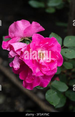 Rosa William-Baffin-Blüten mit Regentropfen auf den Blütenblättern und dunkelgrünem Blattwerk nach dem Regen, Nahaufnahme Stockfoto