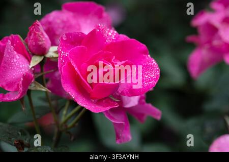 Rosa William-Baffin-Blüten mit Regentropfen auf den Blütenblättern und dunkelgrünem Laub nach dem Regen, Nahaufnahme mit Kopierplatz Stockfoto