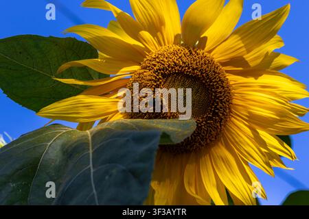 Eine leuchtend gelbe Sonnenblume in voller Blüte vor einem klaren blauen Himmel. Stockfoto