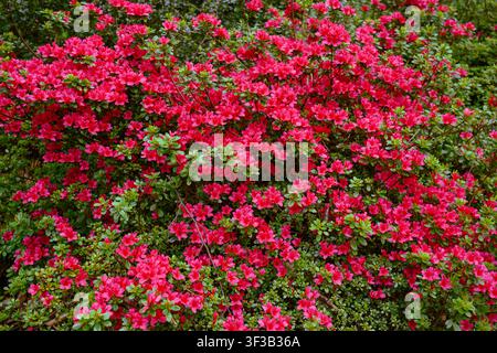 Rote japanische Azaleen (Rhododendron Japonicum) blühen in einem Garten Stockfoto