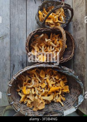 Weidenkörbe gefüllt mit frischen Pfifferlingen, die im Wald für Wintervorräte, hausgemachte Suppe, Wintervorräte gesammelt wurden Stockfoto