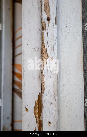 Eine vertikale Nahaufnahme von alter abblätternder und abplatzender weißer Farbe auf einem verwitterten Holzfensterrahmen, der durch Witterungseinflüsse rissiges, gealtertes Holz freilegt Stockfoto