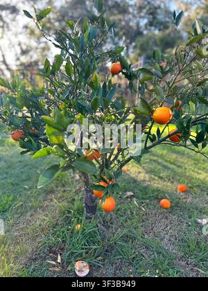Kleiner Orangenbaum, beladen mit reifen Zitrusfrüchten, in einem sonnendurchfluteten Hintergartengarten, mit gefallenen Orangen, die auf dem Gras darunter verstreut sind. Stockfoto