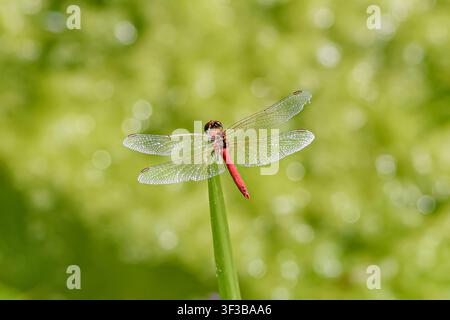 Rote Libelle, die auf einem Schilfrohr mit grünem Naturhintergrund sitzt Stockfoto