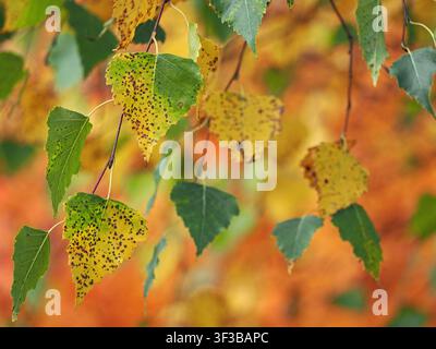 hängende braun-gelb-grüne Herbstblätter der Silberweide (Betula pendula) mit dunklen Flecken des Altersverfalls auf der geäderten Oberfläche erzeugen einen Wandteppich-Effekt Stockfoto