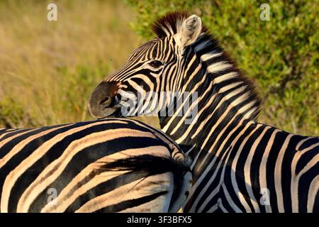 Nahaufnahme eines Zebras im Timbavati Private Nature Reserve, Südafrika Stockfoto
