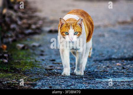 Neugierige rot-weiße Katze schreitet vorwärts auf einem nassen Pfad Stockfoto