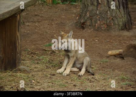 Junger Wolf Cup (Canis lupus) sitzt in einem natürlichen Gehege Stockfoto