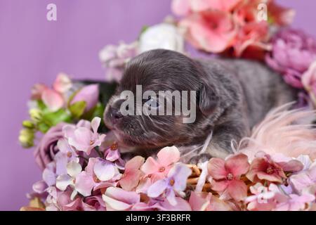 Süßer dreiwöchiger hellbrauner französischer Bulldoggenwelpe, umgeben von rosa und violetten Blumen Stockfoto