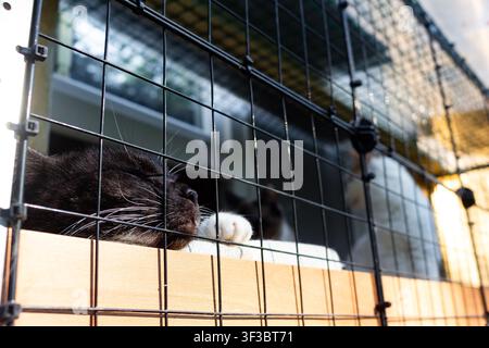 Süße schwarze Katze schläft friedlich hinter einem schützenden Netzgehege auf einer sonnigen Katzen Terrasse, genießt frische Luft und bleibt sicher draußen in einem gemütlichen Ur Stockfoto