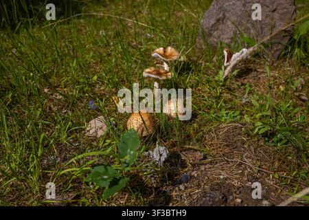 Wilde Waldpilze, die an einem sonnigen Tag im grünen Gras wachsen, Makro-Stockfoto von natürlichen essbaren Bio-Pilzen, versteckt in Moos und Blättern, Nahaufnahme Stockfoto