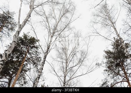 Schneeige Eiszweige mit funkelnden Lichteffekten. Sanfter Schneefall, ruhige Szene. Friedlicher Winterwald, beleuchtet von warmen Sonnenstrahlen. Sonnenbeschienene Kiefernvor Stockfoto