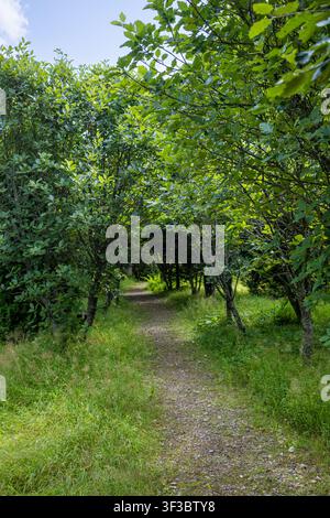 Malerischer Waldweg windet sich durch dichte grüne Bäume und üppiges Laub in einem sonnigen öffentlichen Park im Sommer Stockfoto