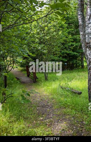 Leerer steinerner Gehweg, der durch einen lebendigen grünen Park führt, umgeben von dichten Ziersträuchern und üppiger Sommervegetation Stockfoto