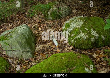 Gewöhnlicher Stinkpilz (Phallus impudicus) wächst zwischen moosbedeckten Felsbrocken auf dem Waldboden in einer friedlichen Waldlandschaft Stockfoto