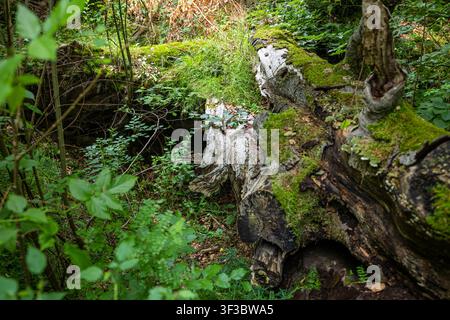 Verrottender umgestürzter Baumstamm, mit Moos bedeckt, umgeben von üppiger grüner Waldvegetation, die die natürliche Waldzersetzung hervorhebt Stockfoto