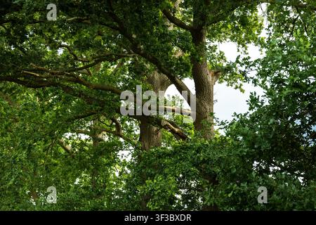 Alte Eiche mit breitem grünen Blätterdach und massiven Ästen in voller Belaubung, die Stärke und Schönheit der Natur zur Schau stellend Stockfoto