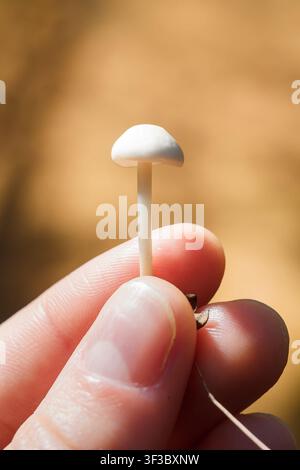 Handfinger halten sanft einen winzigen zarten weißen Pilz vor unscharfem Hintergrund. Sorge für die Natur des Planeten Erde, die Umwelt Stockfoto