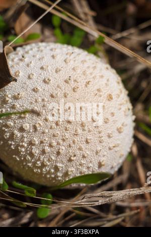 Lycoperdon-DonutmPilz im Wald zwischen grünem Gras und trockenen Blättern, weich fokussierter Makroaufnahmen Stockfoto