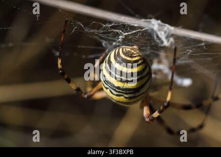 Weichgezeichnete Makroaufnahme der Wegwespe Agriope bruennichi, schwarz-gelb gestreiftes giftiges Insekt in ihrem Spinnennetz Stockfoto