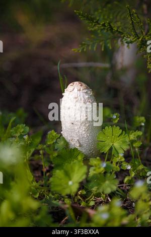 Struppiger Tintenpilz, Anwälte Perücke oder Coprinus comatus im grünen Gras. Makroaufnahme, weiche Schärfe. Stockfoto