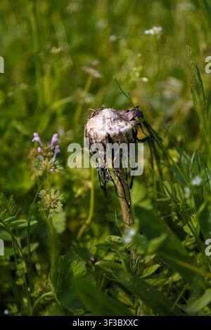 Struppiger Tintenpilz, Anwälte Perücke oder Coprinus comatus im grünen Gras. Makroaufnahme, weiche Schärfe. Stockfoto