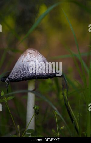 Struppiger Tintenpilz, Anwälte Perücke oder Coprinus comatus im grünen Gras. Makroaufnahme, weiche Schärfe. Stockfoto