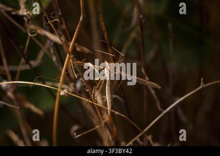 Schnake der Familie Tipulidae. Insekt auf braunem Zweig, weichfokussierte Makroaufnahme Stockfoto