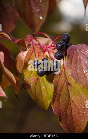 Cornus sanguinea, gewöhnliche oder blutrote Hartriegel mit roten Blättern und schwarzen Beeren in Regentropfen. weich fokussierter vertikaler Makroaufnahmen Stockfoto