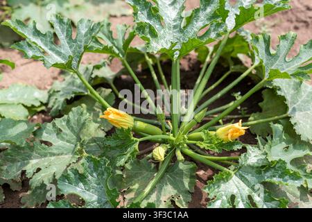 Oberansicht einer gesunden Zucchinipflanze mit zahlreichen jungen Früchten und hellgelben Blüten, die in einem heimischen Gemüsegarten wachsen. Stockfoto