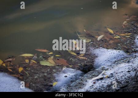 Schäumendes Wasser schlägt gegen einen steinigen Rand, der mit gefallenen Blättern und Trümmerstücken übersät ist. Subtile Strömungen ziehen die Mischung entlang des Ufers und formen Texturen und ein Stockfoto