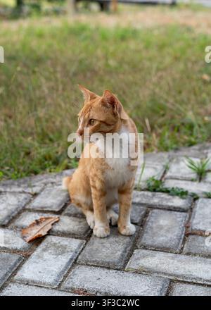 Ein ortsansässiger Ingwer-Tigerkater sitzt auf Pflastersteinen in einem Café in Menoreh Hills, Kulon Progo, Yogyakarta, Indonesien, an einem Nachmittag. Stockfoto