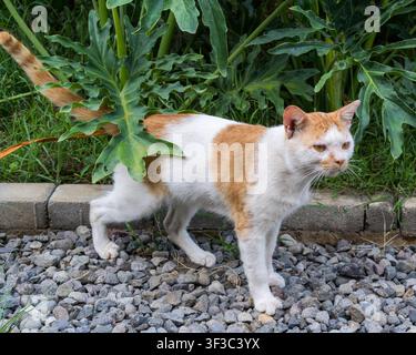 Eine rotbraune und weiße Katze steht auf Kieselsteinen im Svarna Padi Resort in Kulon Progo, Yogyakarta, Indonesien, an einem Nachmittag. Stockfoto