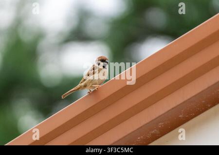 Eurasischer Baumspatz, der auf einer Dachkante sitzt Stockfoto