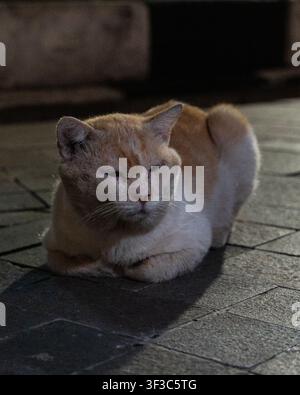 Eine rotbraune und weiße Katze ruht auf einem Kirchenplatz in der historischen Altstadt von Semarang, Indonesien, in der Nacht. Stockfoto