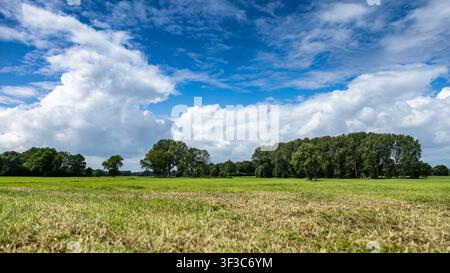 Offene Wiesenlandschaft mit Bäumen unter dramatischen Kumuluswolken und einem strahlend blauen Sommerhimmel Stockfoto