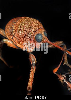 Extrem-Makro-Porträt eines Eichhornrüsslers auf schwarzem Hintergrund Stockfoto