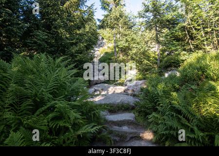Die berühmten Himmelsleiter-Steinstufen führen durch Granitblöcke zum Gipfel des Berges Lusen im Sommer. Stockfoto