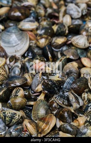 Frische lebende Muscheln, die auf einem Fischmarkt aufgestapelt sind Stockfoto